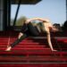 Yoga Is More Effective Than Just Relaxation