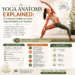 Yoga Anatomy Guide Students & Teachers