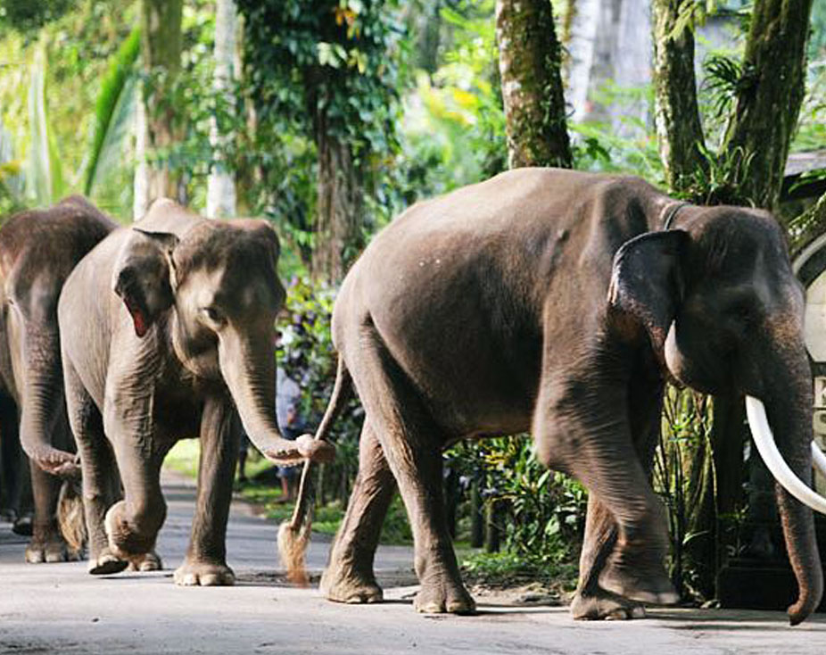 50 Hour Yoga TTC in Bali