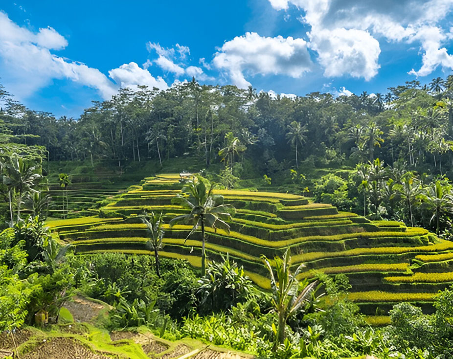 50 Hour Yoga TTC in Bali