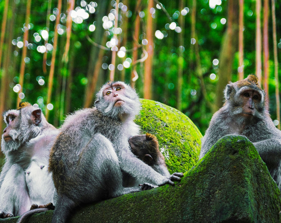 50 Hour Yoga TTC in Bali